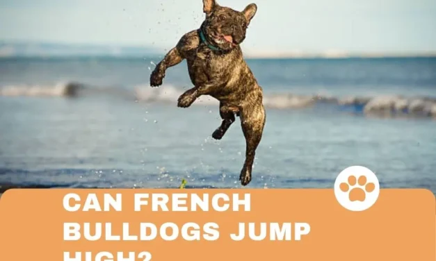 Can French Bulldogs Jump High?