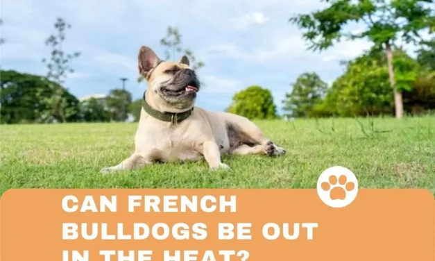 Can French Bulldogs be out in the heat?