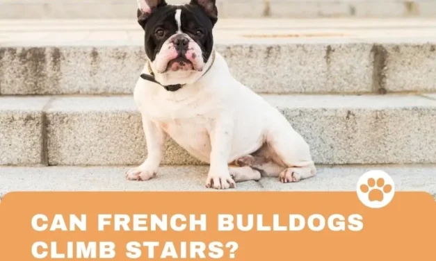 Can French Bulldogs climb Stairs?