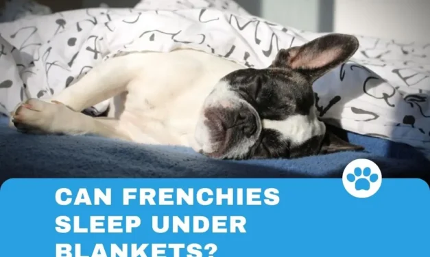 Can Frenchies sleep under blankets?