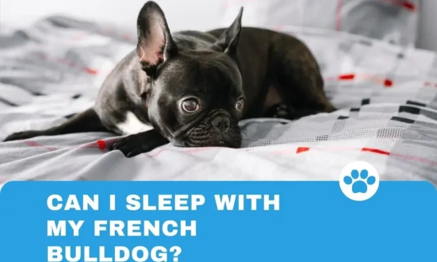 Can I sleep with my French Bulldog?