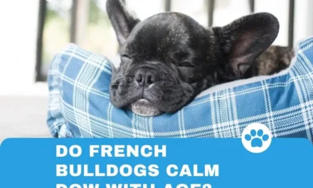 Do French Bulldogs Calm Dow With Age?