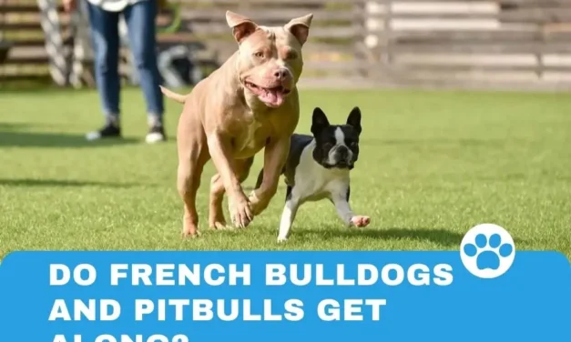 Do French Bulldogs and Pitbulls get along?