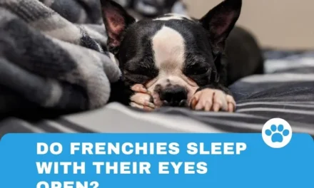 Do Frenchies Sleep with Their Eyes Open?