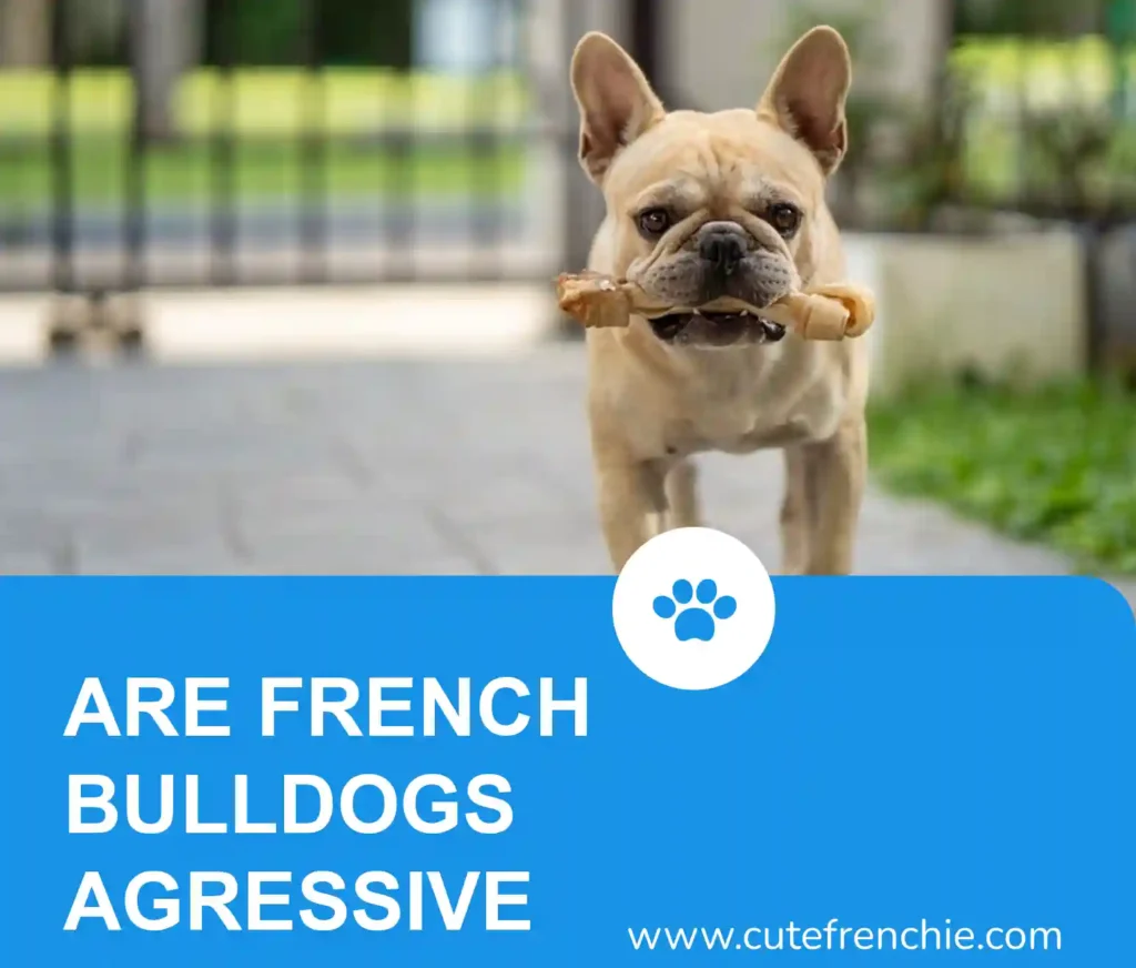 Poster of "frenchies are agressive or Not "