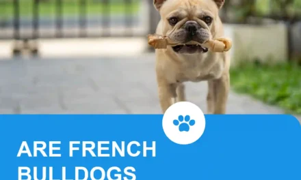 Are French Bulldogs aggressive