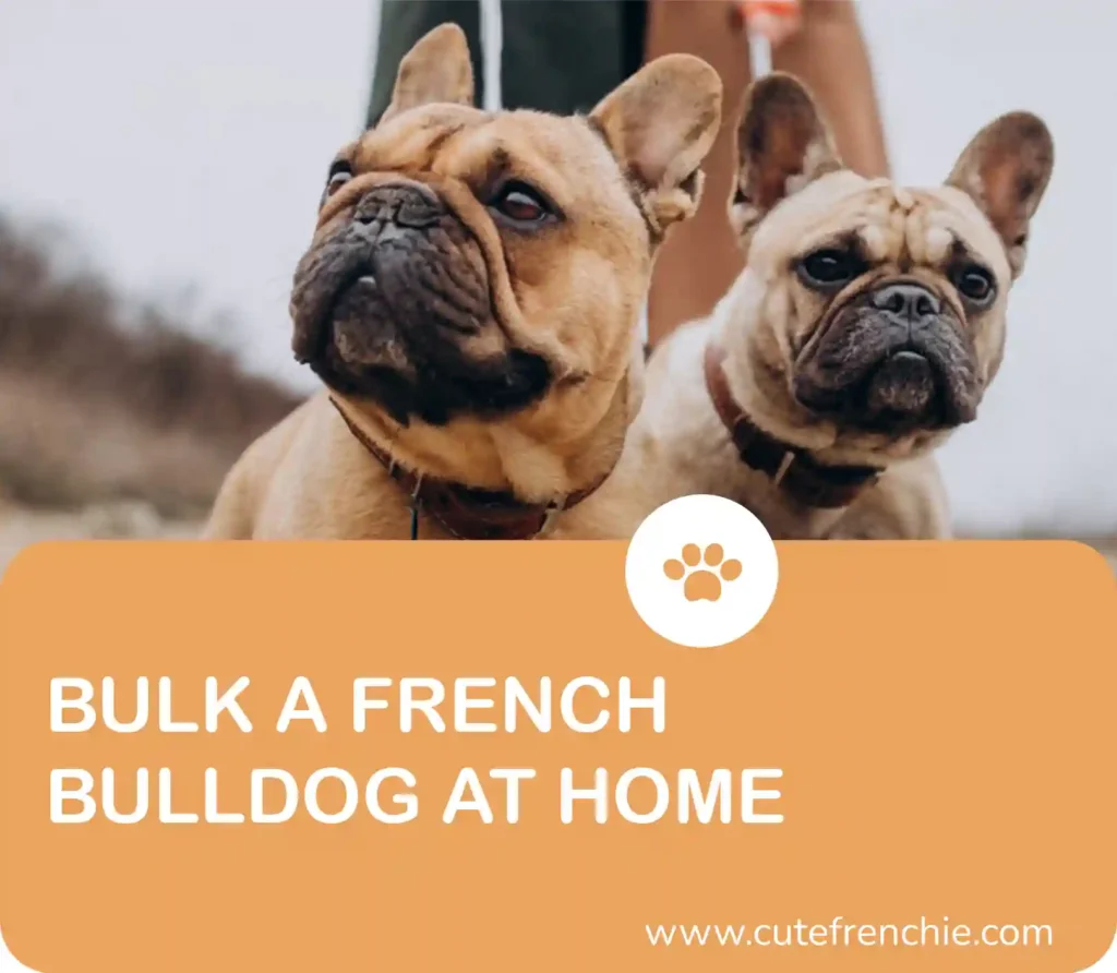 a Poster of "bulk a french bulldog at home"