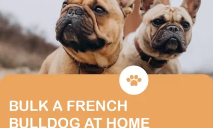 How can i bulk up my French Bulldog at home