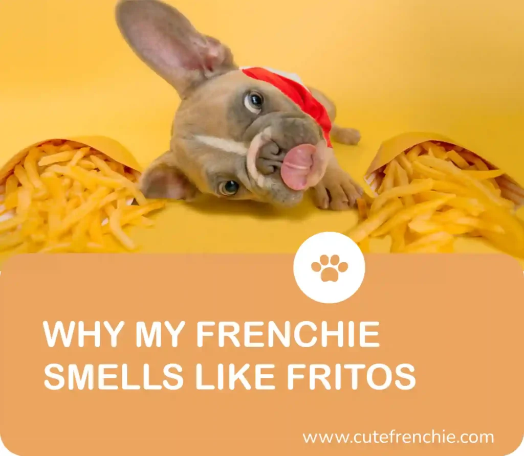 Poster of why frenchies smells like Fritos