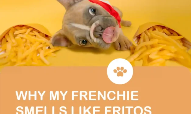Why does my Frenchie smell like Fritos