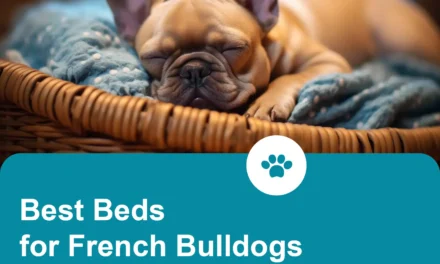 Best Dog bed for French Bulldog