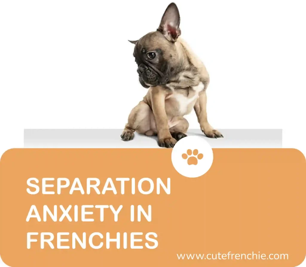 Poster of french bulldog separation anxiety