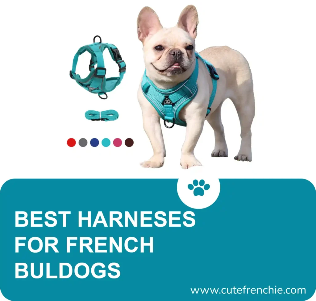Poster of best french bulldogs harnesses