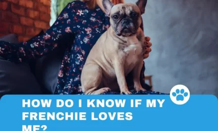 How do I know if my Frenchie loves me?