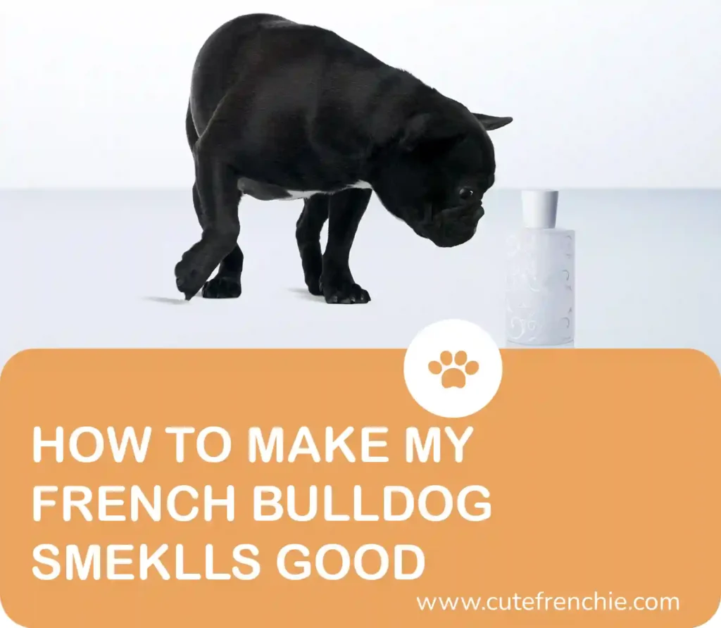 Poster of french bulldog smell