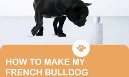 How to make your French Bulldog smell good