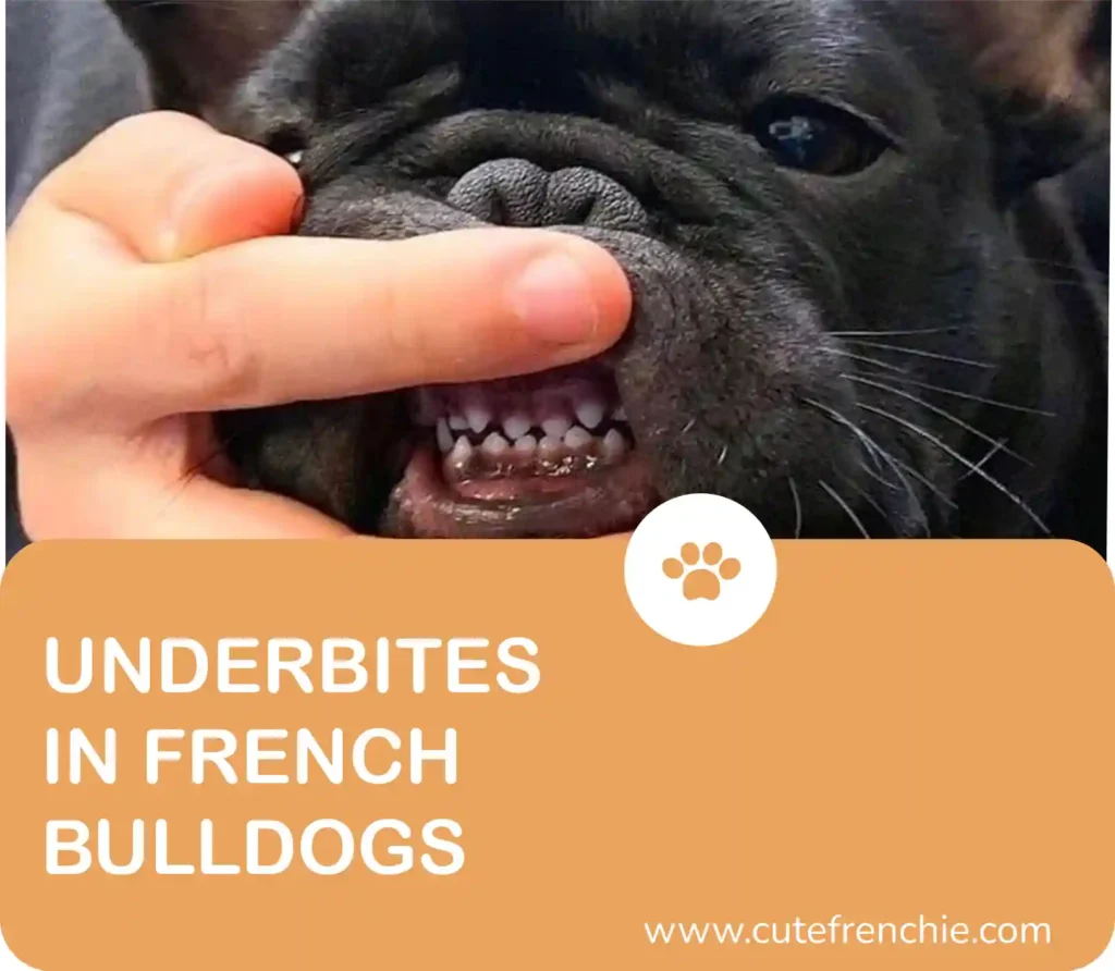 poster of underbite in french bulldogs