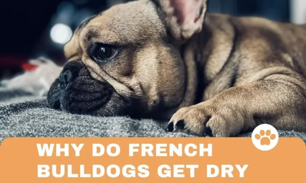Why Do French Bulldogs Get Dry Noses?