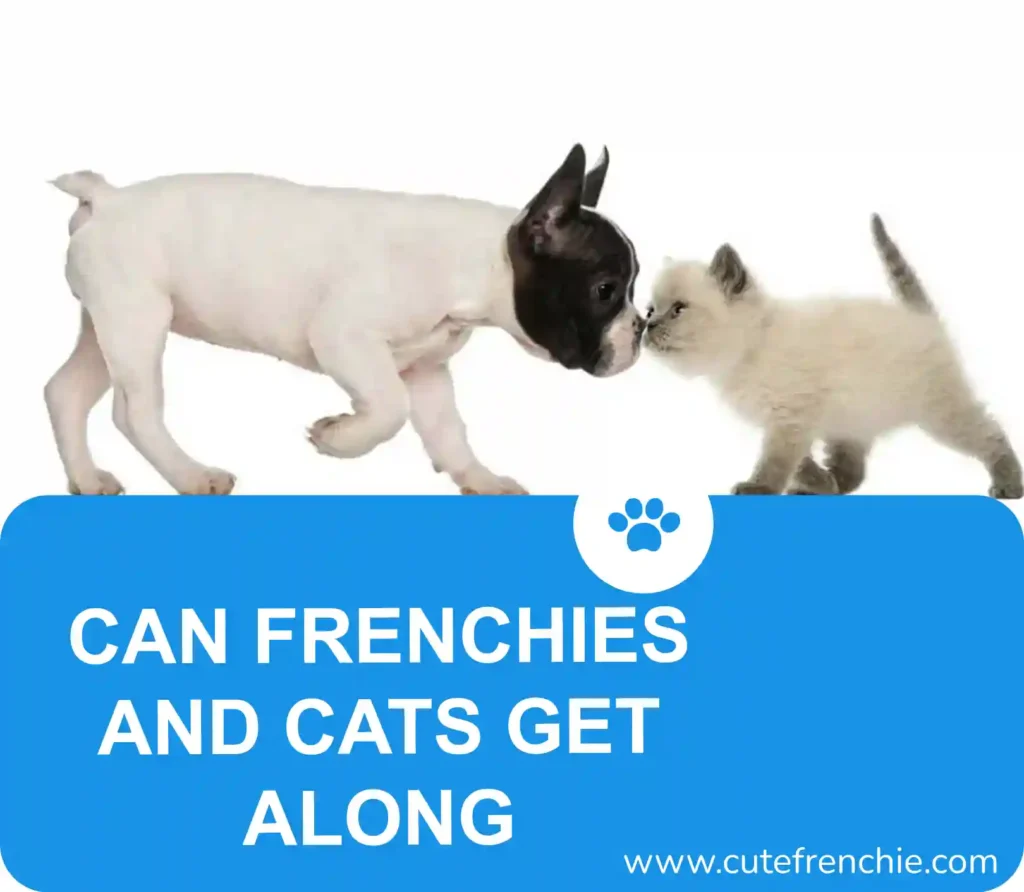Poster of frenchies and cat relationship flyer in blue and title in white