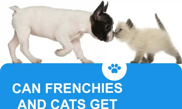 Do French Bulldogs and cats get along ?