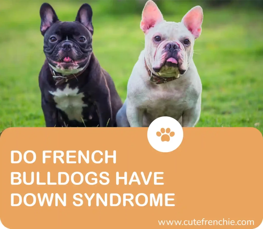 Poster of down syndorm in french bulldogs