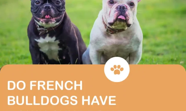 Do French Bulldogs have Down syndrome