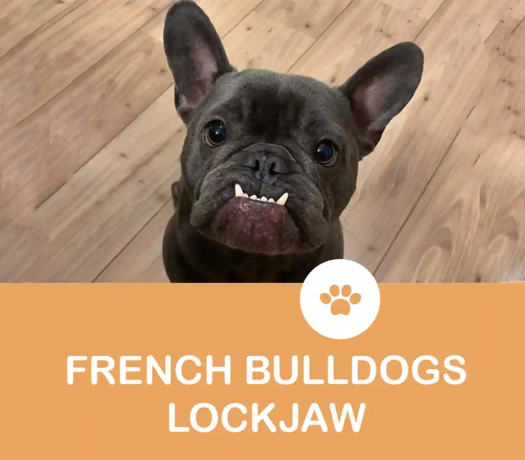 Poster of article french bulldog lockjaw