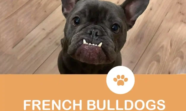 Do Frenchies have Lock jaw