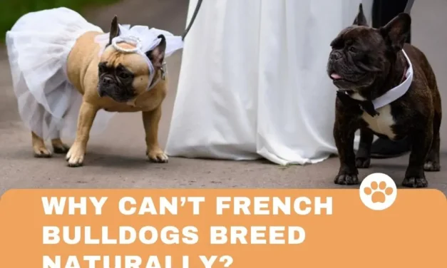why can’t french bulldogs breed naturally?