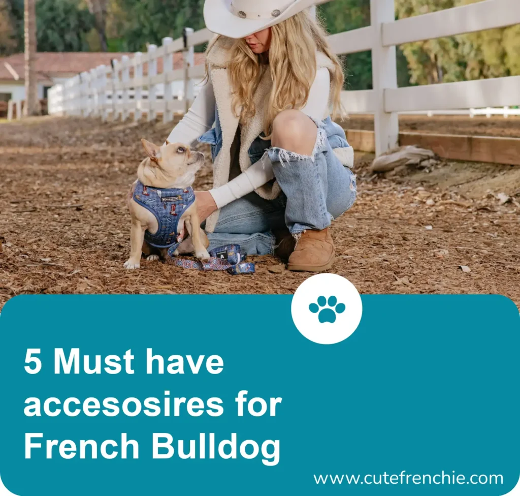 Poster of 5 must have accessories for french bulldog