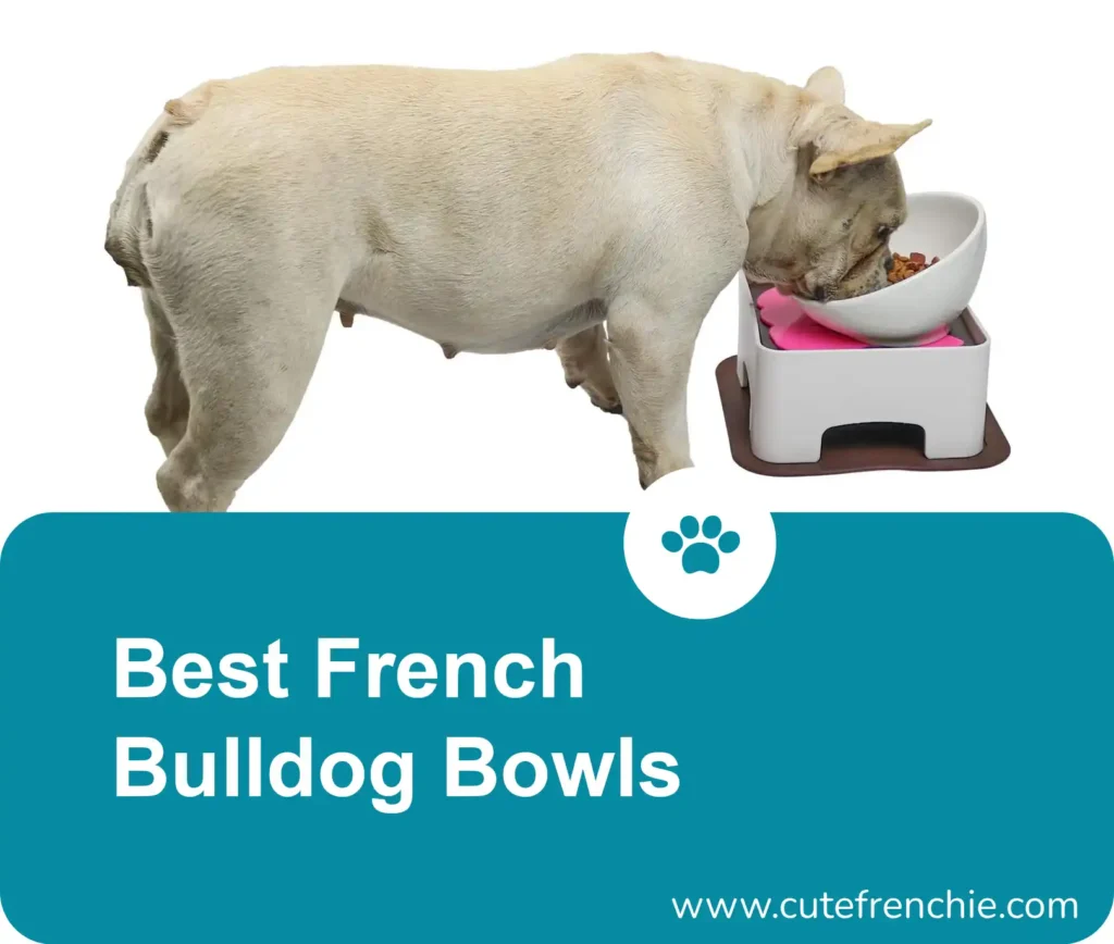 poster of best french bulldogs bowls