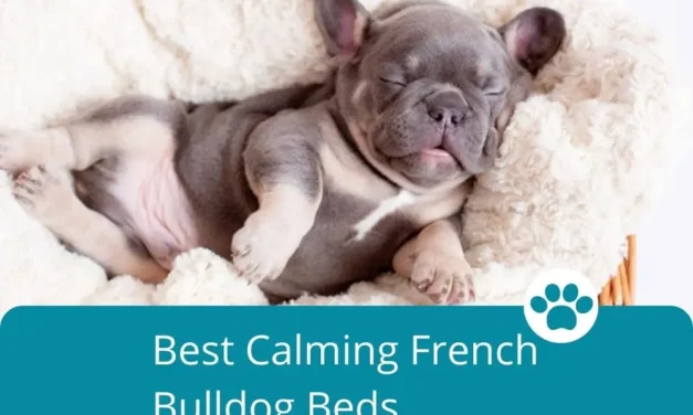Best Calming French Bulldog Beds