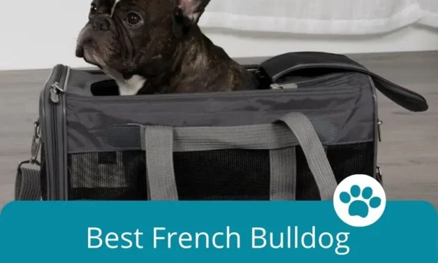 Best French Bulldog Carriers