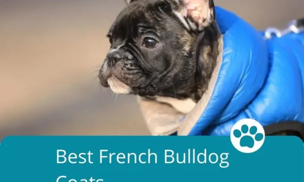Best French Bulldog Coats