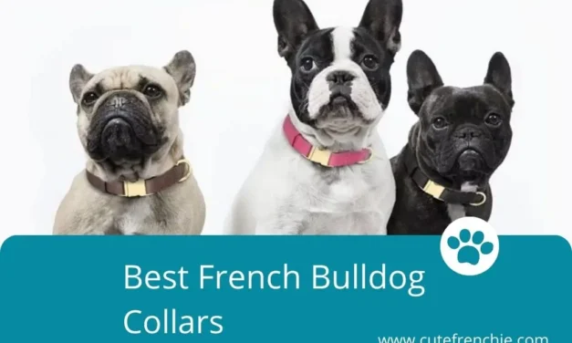 Best French Bulldog Collars