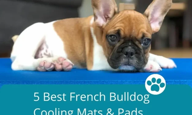 5 Best French Bulldog Cooling Mats & Pads – Reviews