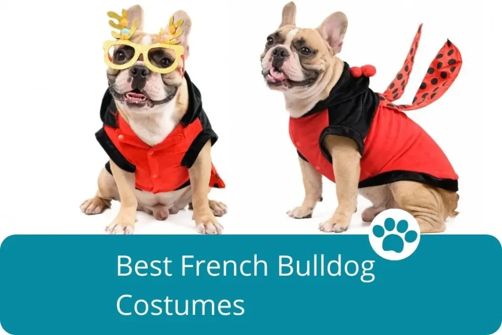 French Bulldog wearing various costumes for Halloween. Cute and stylish outfits for your furry friend