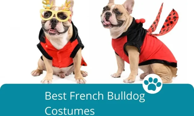 Best French Bulldog Costumes
