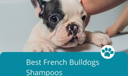 Best French Bulldog Shampoos
