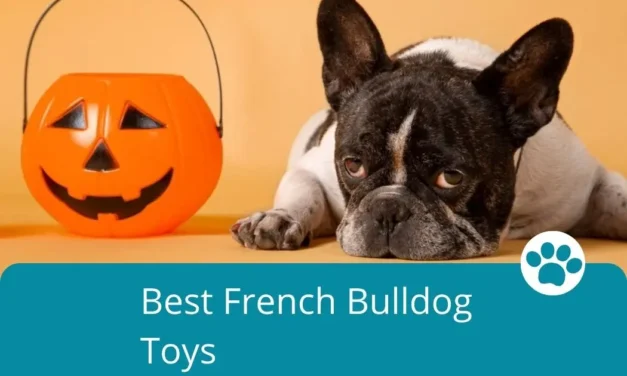 Best French Bulldog Toys