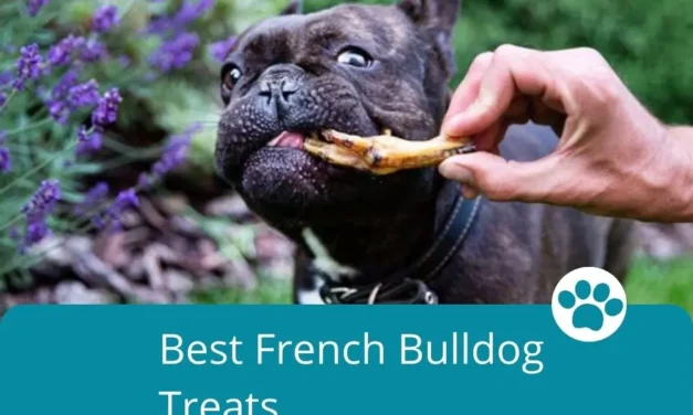 Best French Bulldog Treats