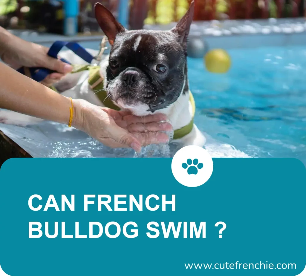 Poster of french bulldog swimming