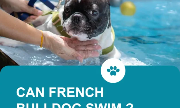 Can French Bulldogs Swim? 10 Vital Safety Tips for Swimming